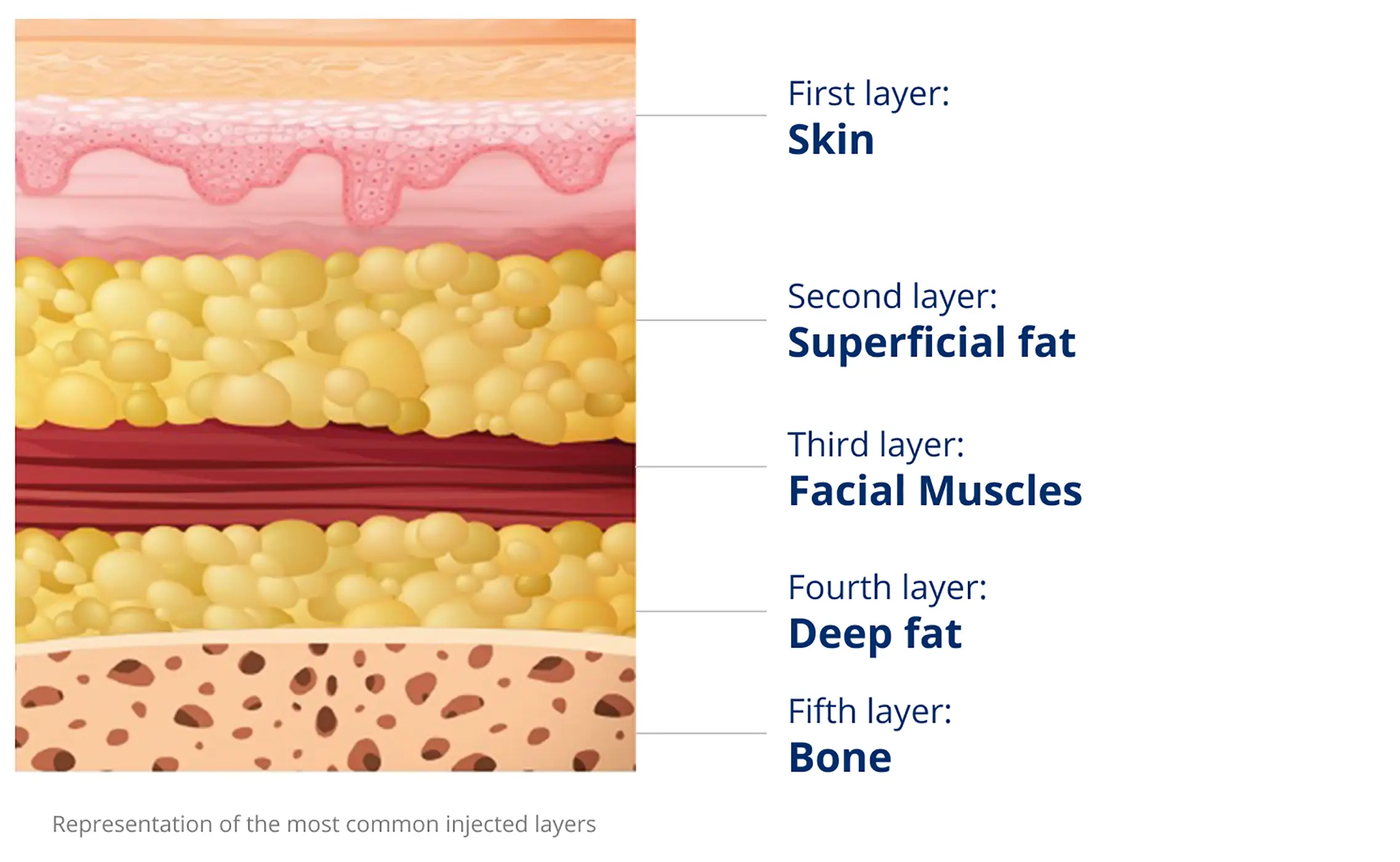 L’INVECCHIAMENTO NON RIGUARDA SOLO LA PELLE